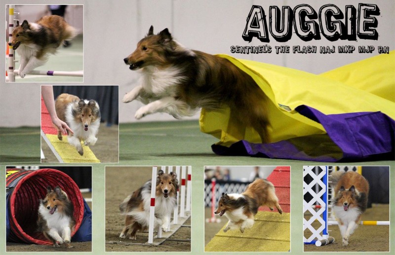 auggie-e1394035346560.jpg